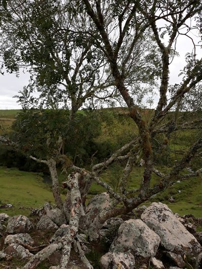 Zanthoxylum kleinii, photographed by Edson Luis Fabro Gasperin