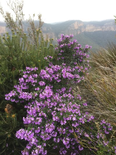 Prostanthera caerulea, photographed by Guy Taseski