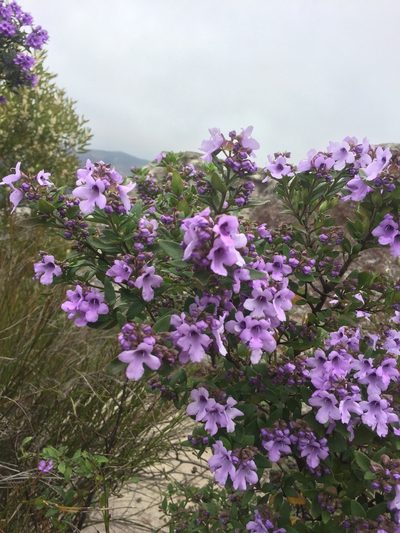 Prostanthera caerulea, photographed by Guy Taseski