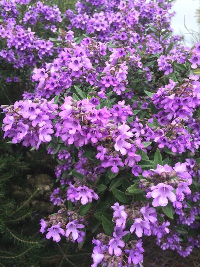 Prostanthera caerulea, photographed by Guy Taseski