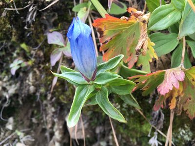 Gentiana platypetala, photographed by pynklynx