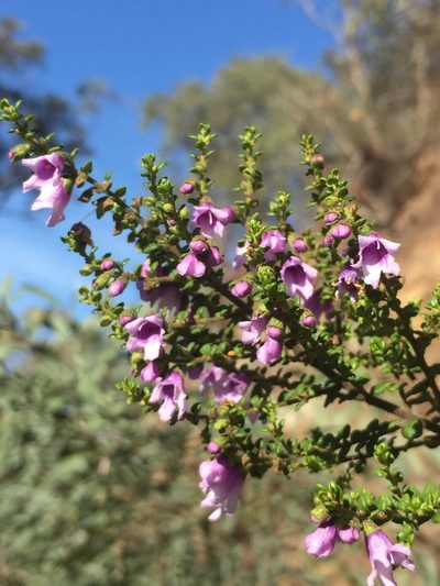 Prostanthera rhombea, photographed by Guy Taseski