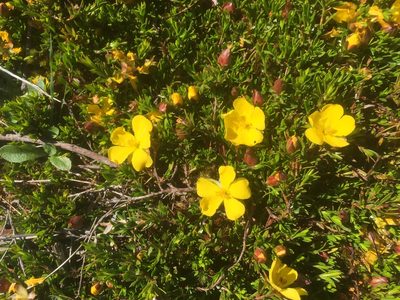 Hibbertia procumbens, photographed by Guy Taseski