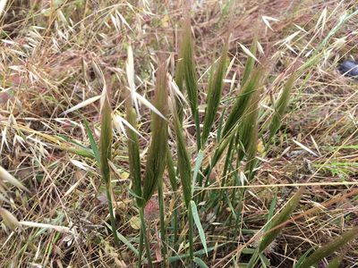 Elymus multisetus, photographed by Nina
