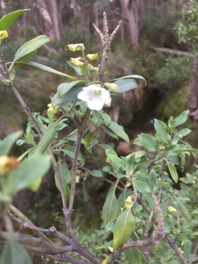 Prostanthera petraea, photographed by Guy Taseski