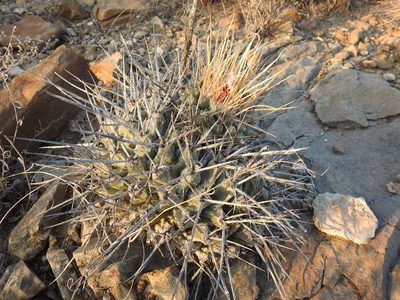 Thelocactus rinconensis, photographed by Sandino Guerrero