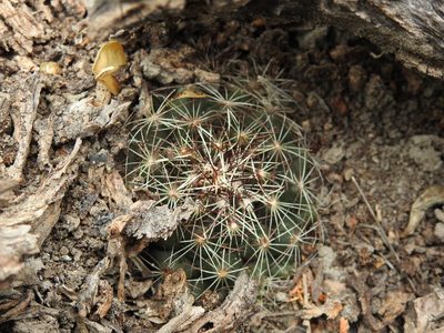 Coryphantha neglecta, photographed by Sandino Guerrero