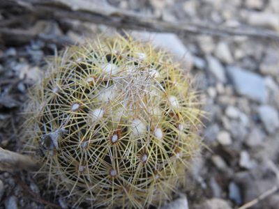Coryphantha erecta, photographed by Sandino Guerrero
