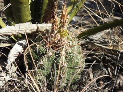 Thelocactus bicolor, photographed by Sandino Guerrero