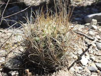 Sclerocactus brevihamatus, photographed by Sandino Guerrero