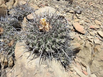 Thelocactus rinconensis, photographed by Sandino Guerrero