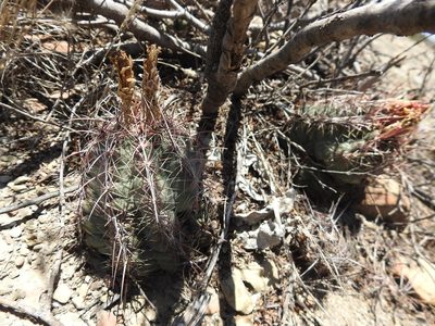 Thelocactus bicolor, photographed by Sandino Guerrero