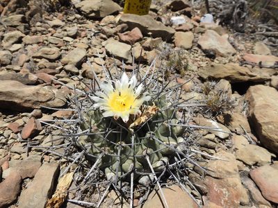 Thelocactus rinconensis, photographed by Sandino Guerrero