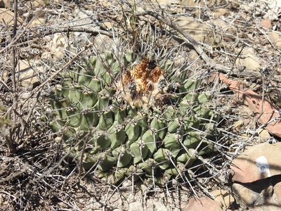 Thelocactus rinconensis, photographed by Sandino Guerrero