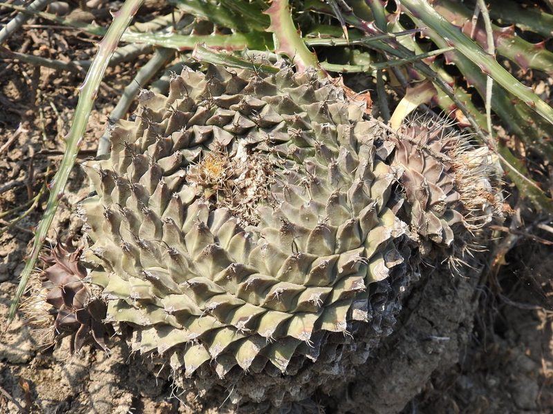 Obregonia denegrii, photographed by Sandino Guerrero