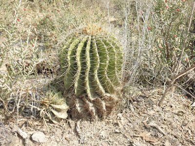 Ferocactus echidne, photographed by Sandino Guerrero