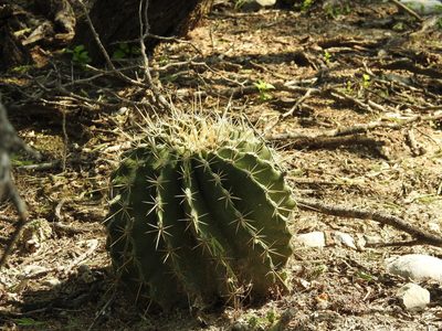 Ferocactus echidne, photographed by Sandino Guerrero