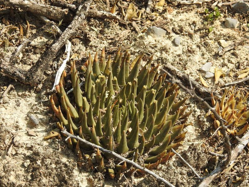 Ariocarpus trigonus, photographed by Sandino Guerrero