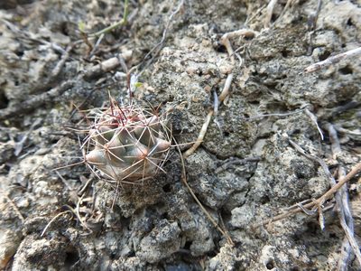 Ferocactus hamatacanthus, photographed by Sandino Guerrero