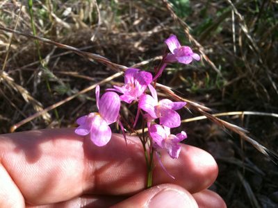 Linaria maroccana, photographed by Ken-ichi Ueda