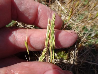 Festuca fasciculata, photographed by Robert H. Wardell
