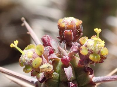 Euphorbia mammillaris, photographed by Nicola van Berkel
