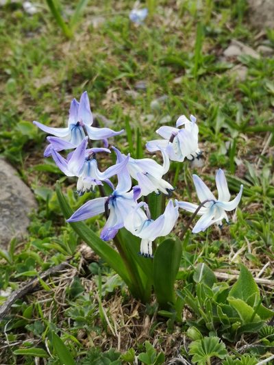 Scilla rosenii, photographed by Todd Boland