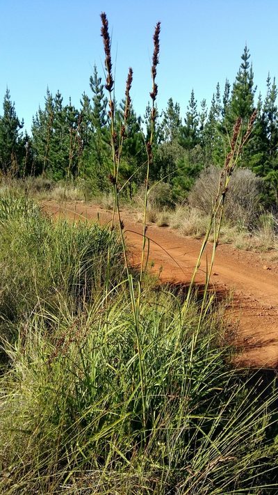 Tetraria robusta, photographed by Karen Eichholz