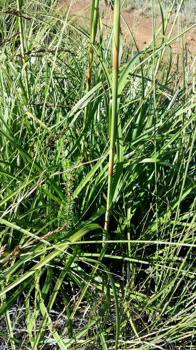 Tetraria robusta, photographed by Karen Eichholz