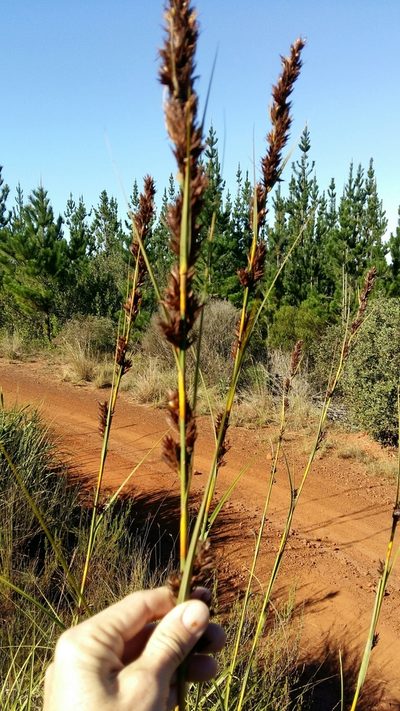 Tetraria robusta, photographed by Karen Eichholz
