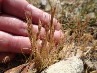 Festuca fasciculata, photographed by Robert H. Wardell