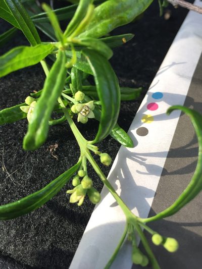 Santalum obtusifolium, photographed by Guy Taseski
