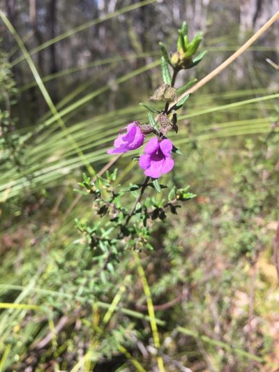Prostanthera howelliae, photographed by Guy Taseski
