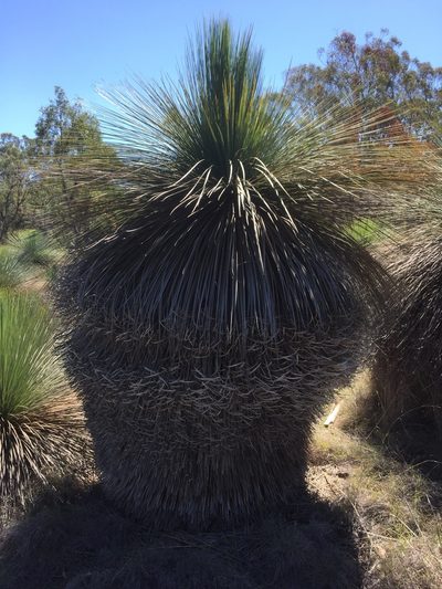 Xanthorrhoea glauca, photographed by Guy Taseski