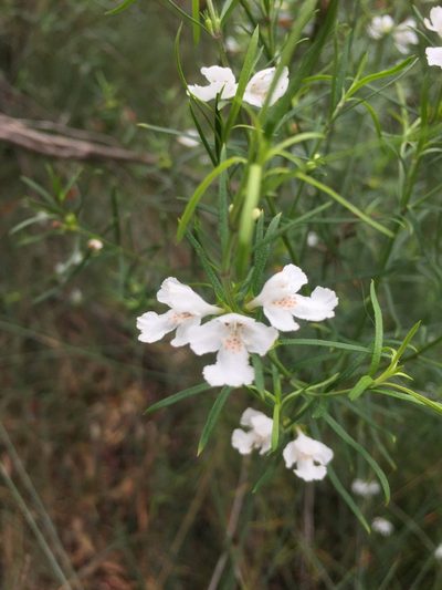 Westringia longifolia, photographed by Guy Taseski