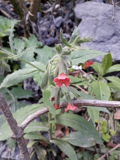 Pulmonaria rubra, photographed by John McTague