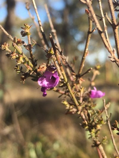 Prostanthera howelliae, photographed by Guy Taseski