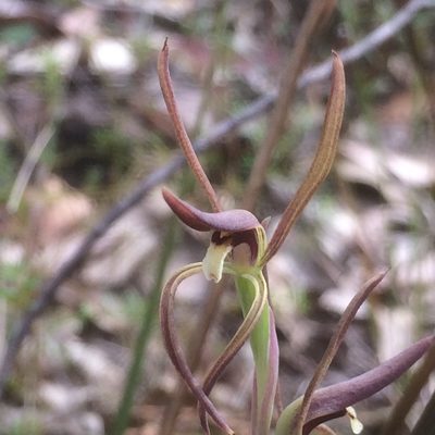 Lyperanthus suaveolens, photographed by Guy Taseski