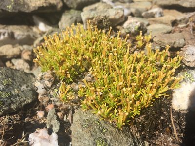 Scleranthus biflorus, photographed by Guy Taseski