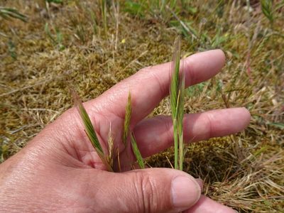 Festuca fasciculata, photographed by Robert H. Wardell