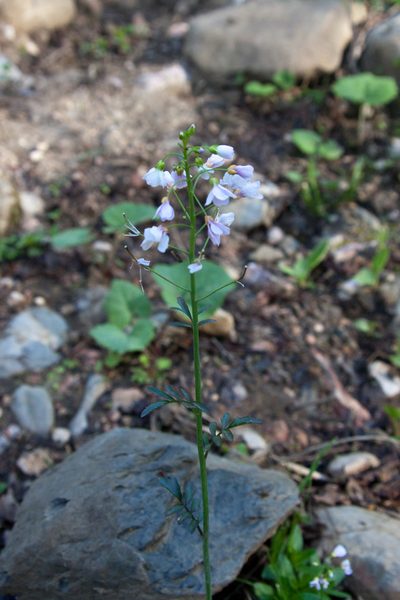 Cardamine uliginosa, photographed by Екатерина Кропочева