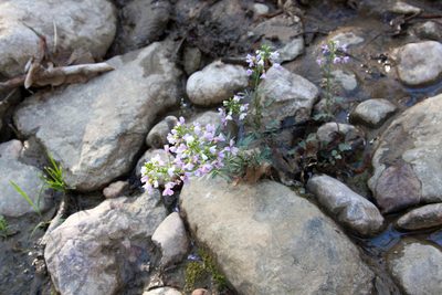 Cardamine uliginosa, photographed by Екатерина Кропочева