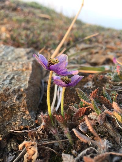 Pulsatilla multiceps, photographed by lauralaska66