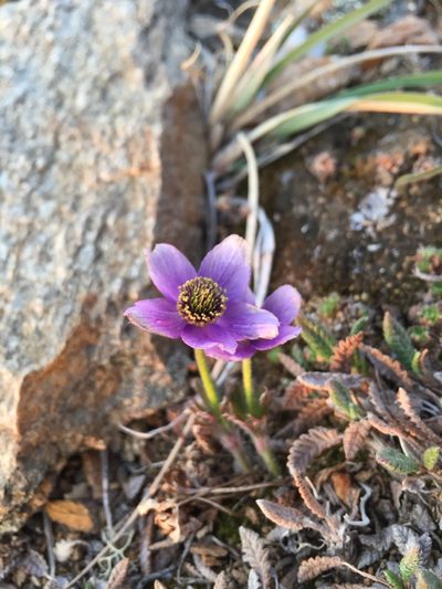 Pulsatilla multiceps, photographed by lauralaska66