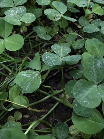 Trifolium stoloniferum, photographed by Brandon Corder