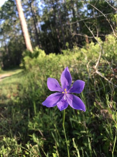 Salpingostylis caelestina, photographed by Brandon Corder
