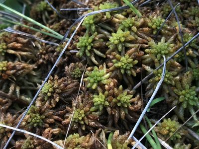 Sphagnum affine, photographed by Brandon Corder
