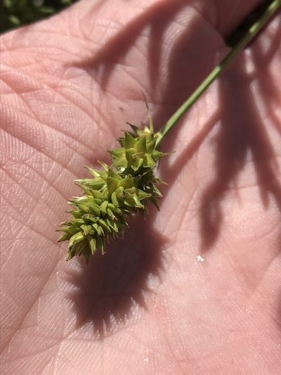 Carex austrina, photographed by Ryan Donnelly