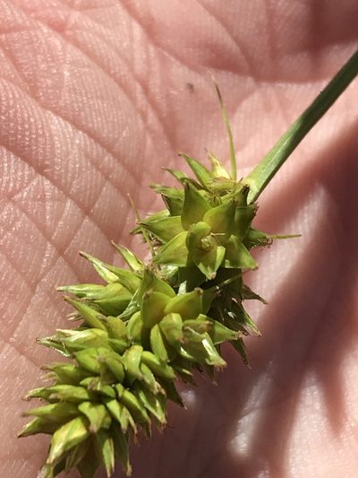 Carex austrina, photographed by Ryan Donnelly