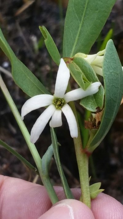 Asimina pulchella, photographed by Jay Horn